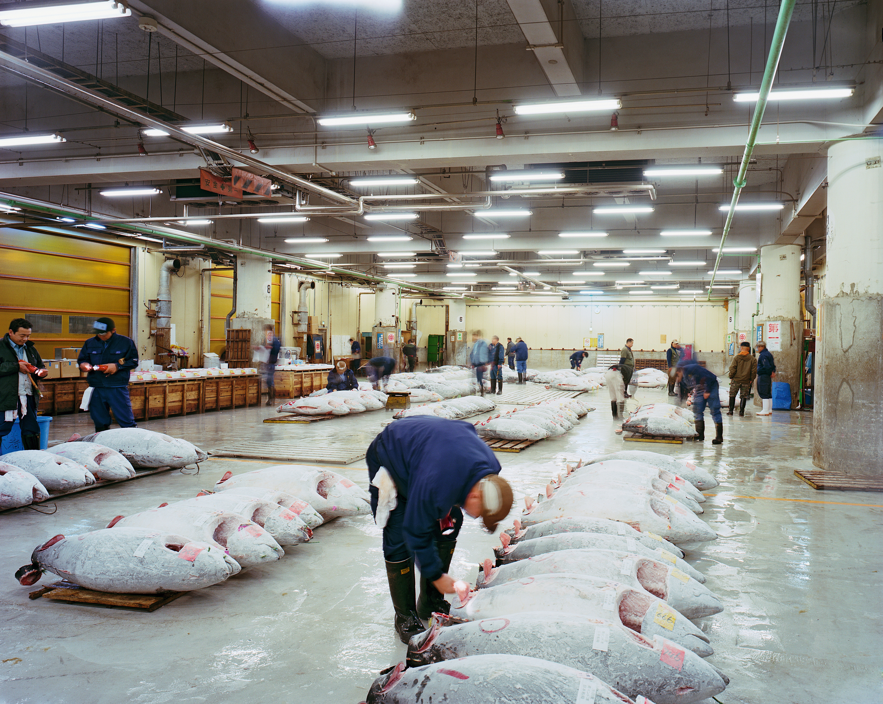 Lagerhalle in Japan mit Thunfischen